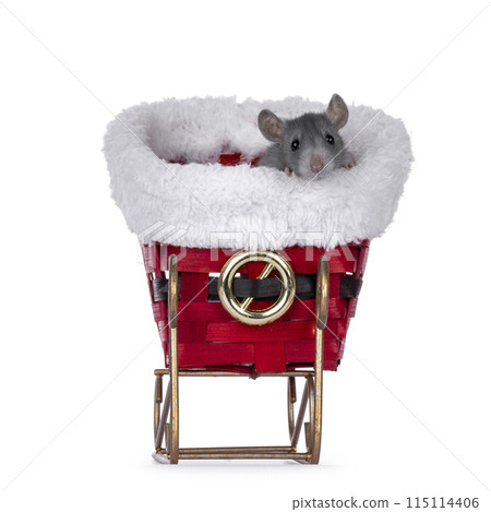 Christmas rat on white background 115114406