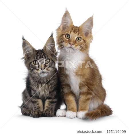 Maine Coon cat kittens on white 115114409