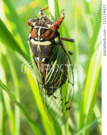 Coezo 蟬抓著草 Coezo 蟬抓著草 115114421