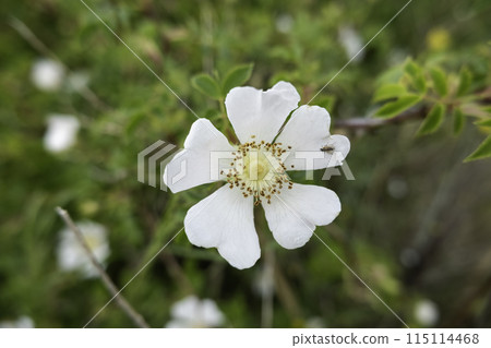 Detail of wild flowers in the field, nature Detail of wild flowers in the field, nature 115114468