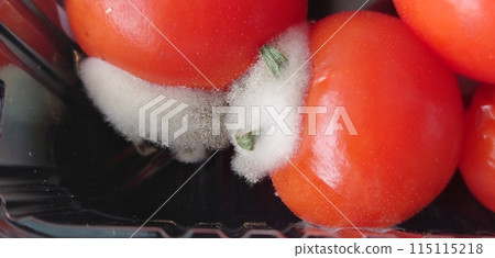 Mold growing from the stem of a tomato 115115218