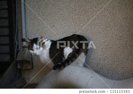 Setouchi Island Cat 115115383