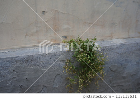 The plant grew on the edge of the protruding part of the lower part of the outer wall due to the wind bringing in the seed and moisture during the rain. The plant grew on the edge of the protruding part of the lower part of the outer wall due to the wind bringing in the seed and moisture during the rain. 115115631