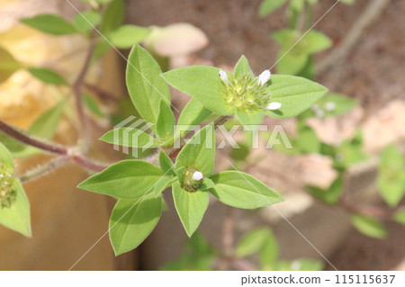 Richardia scabra plant on nursery Richardia scabra plant on nursery 115115637