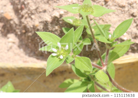 Richardia scabra plant on nursery Richardia scabra plant on nursery 115115638