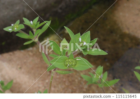 Richardia scabra plant on nursery Richardia scabra plant on nursery 115115645