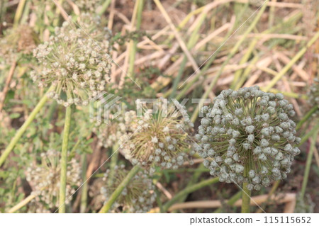 dried and ripe onion flower on farm dried and ripe onion flower on farm 115115652