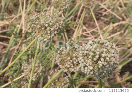 dried and ripe onion flower on farm dried and ripe onion flower on farm 115115653