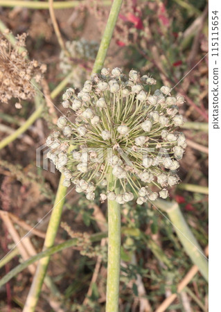 dried and ripe onion flower on farm 115115654