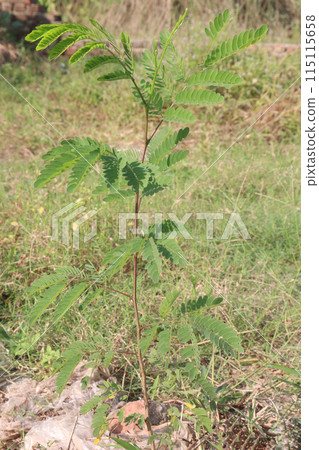 River tamarind plant on nursery River tamarind plant on nursery 115115658