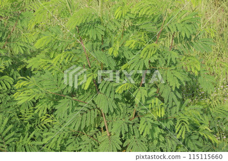 River tamarind plant on nursery River tamarind plant on nursery 115115660