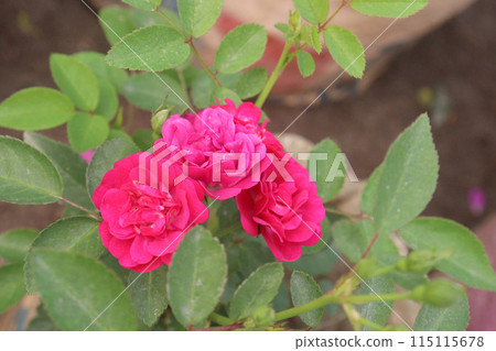rose plant on nursery for sell rose plant on nursery for sell 115115678