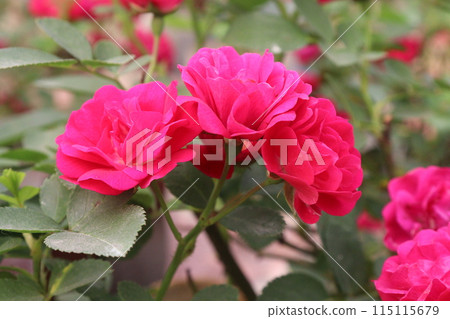rose plant on nursery for sell rose plant on nursery for sell 115115679