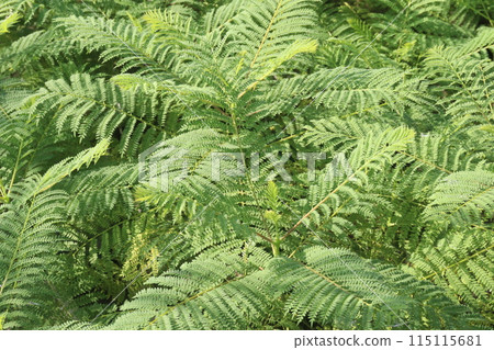 Royal poinciana flower plant on nursery Royal poinciana flower plant on nursery 115115681
