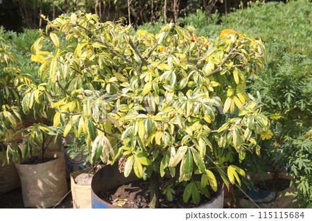 Arboricola Trinette plant on nursery 115115684