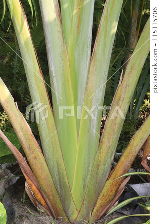 Ravenala plant on nursery for sell are cash crops 115115706