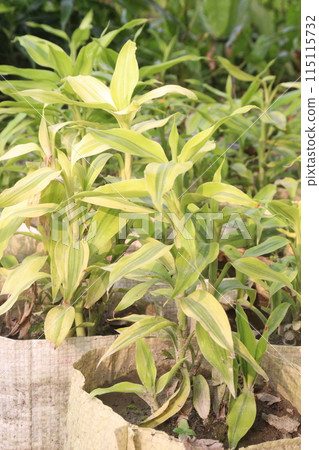 Lucky bamboo leaf plant on farm 115115732