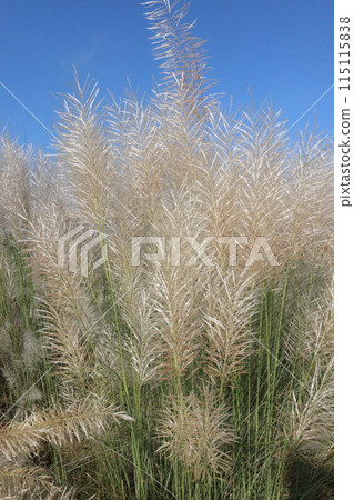 Saccharum spontaneum flower plant on jungle 115115838