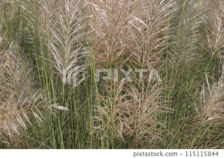 Saccharum spontaneum flower plant on jungle Saccharum spontaneum flower plant on jungle 115115844