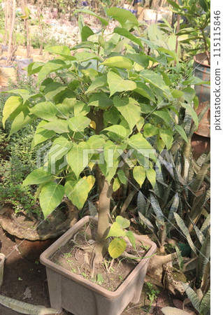 Sacred fig tree on farm for harvest Sacred fig tree on farm for harvest 115115846