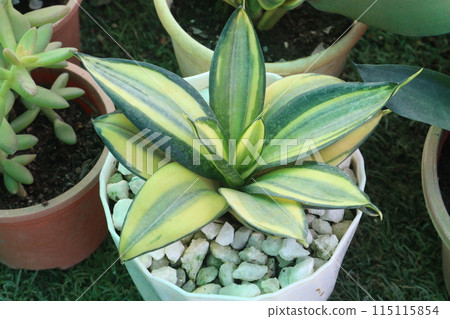 Sansevieria trifasciata Golden Hahnii plant Sansevieria trifasciata Golden Hahnii plant 115115854