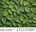 美麗的綠葉 115115887