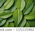 美麗的綠葉 115115902