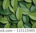 美麗的綠葉 115115905