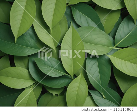 美麗的綠葉 115115905