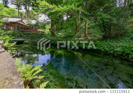 [九州/熊本] 白河水源。阿蘇山腳下湧出的水清澈見底、美麗動人，讓您領略大自然的恩賜。 115115911