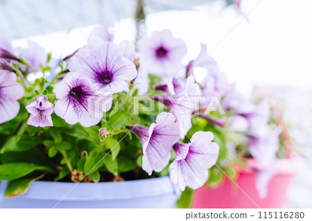 petunia flowers in flower pots 115116280