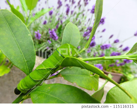 Caterpillar and Lavender 115116315