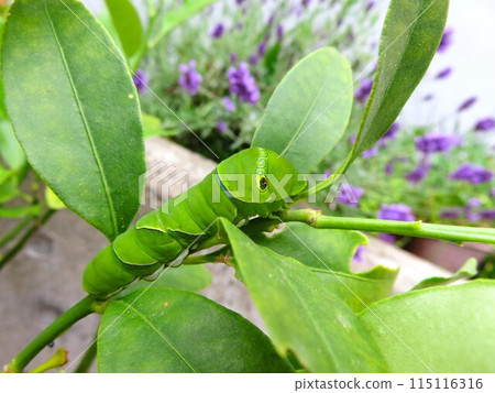 毛毛蟲和薰衣草 毛毛蟲和薰衣草 115116316