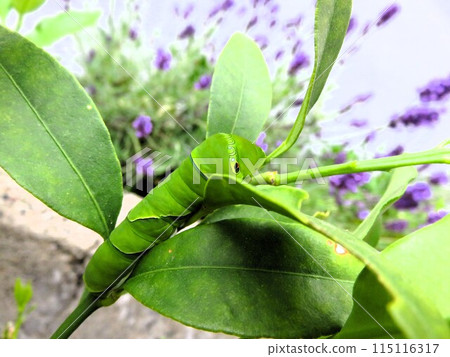 Caterpillar and Lavender Caterpillar and Lavender 115116317
