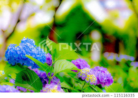 七彩繡球 115116335