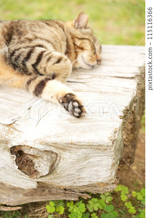 一隻小貓要小睡一下 115116366