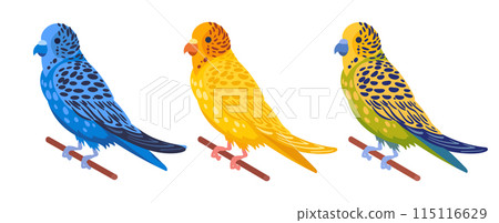 Decorative budgies. Domestic colorful budgies, cute budgie birds flat vector illustration set. Cartoon birds on white background Decorative budgies. Domestic colorful budgies, cute budgie birds flat vector illustration set. Cartoon birds on white background 115116629