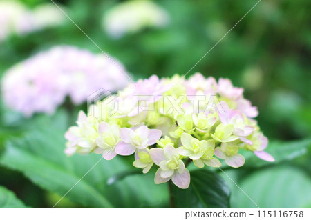 Hydrangea flower (variety: Temari Temari) 115116758