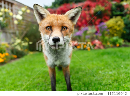 Portrait of a curious red fox standing on a green grass in a flower garden Portrait of a curious red fox standing on a green grass in a flower garden 115116942