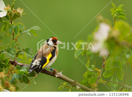 Portrait of European goldfinch perching on a twig Portrait of European goldfinch perching on a twig 115116946