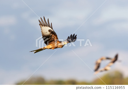 Red kite in flight against blue sky 115116955