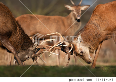 Portrait of two young red deer stags fighting during rutting season in autumn 115116961