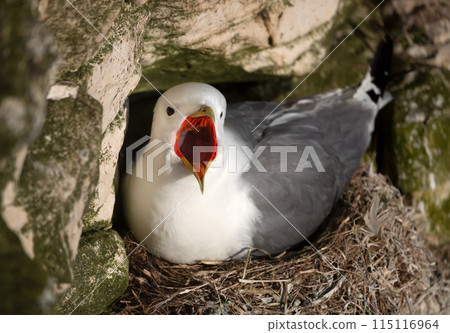 Portrait of a kittiwake with open mouth nesting on a cliff edge 115116964