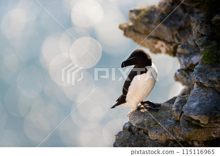 Portrait of a Razorbill perched on a cliff against bokeh background 115116965