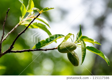 the first small almonds on the almond tree. 115117386