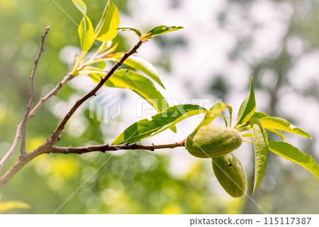 the first small almonds on the almond tree. 115117387