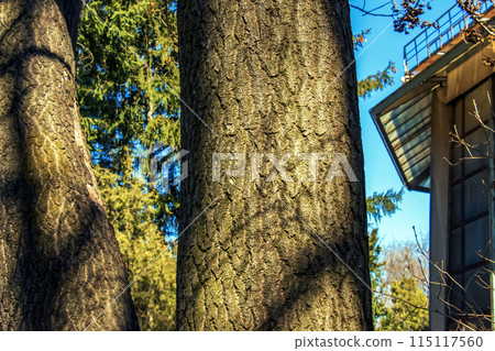 Bark of the Paulownia tomentosa tree. The princess or empress tree or foxglove tree is a deciduous plant Bark of the Paulownia tomentosa tree. The princess or empress tree or foxglove tree is a deciduous plant 115117560