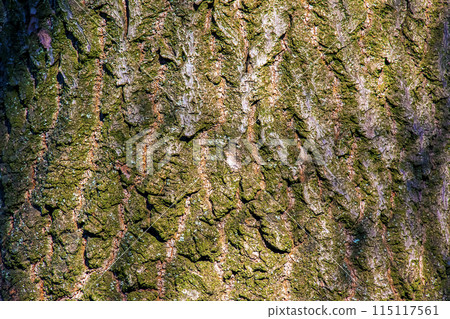 Bark of the Paulownia tomentosa tree. The princess or empress tree or foxglove tree is a deciduous plant Bark of the Paulownia tomentosa tree. The princess or empress tree or foxglove tree is a deciduous plant 115117561