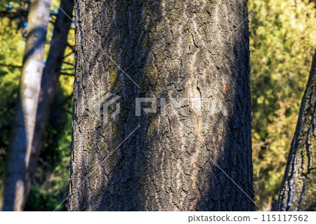 Bark of the Paulownia tomentosa tree. The princess or empress tree or foxglove tree is a deciduous plant Bark of the Paulownia tomentosa tree. The princess or empress tree or foxglove tree is a deciduous plant 115117562