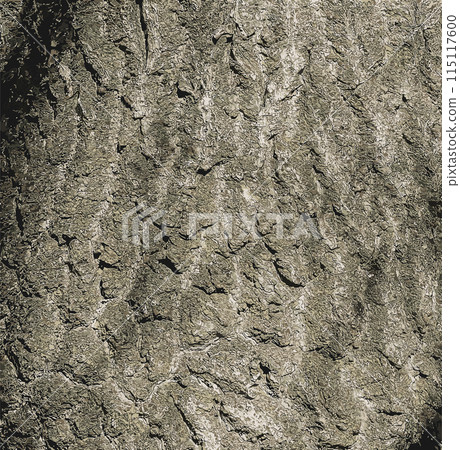 Vector illustration of Paulownia tomentosa tree bark. Princess or Empress tree or Foxglove tree Vector illustration of Paulownia tomentosa tree bark. Princess or Empress tree or Foxglove tree 115117600